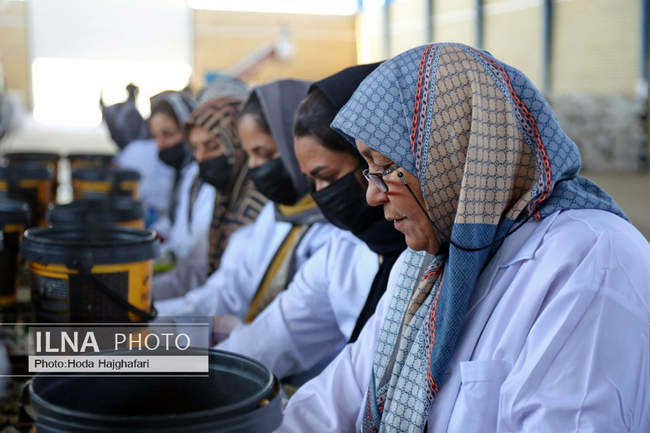 برداشت پسته از باغات نیشابور