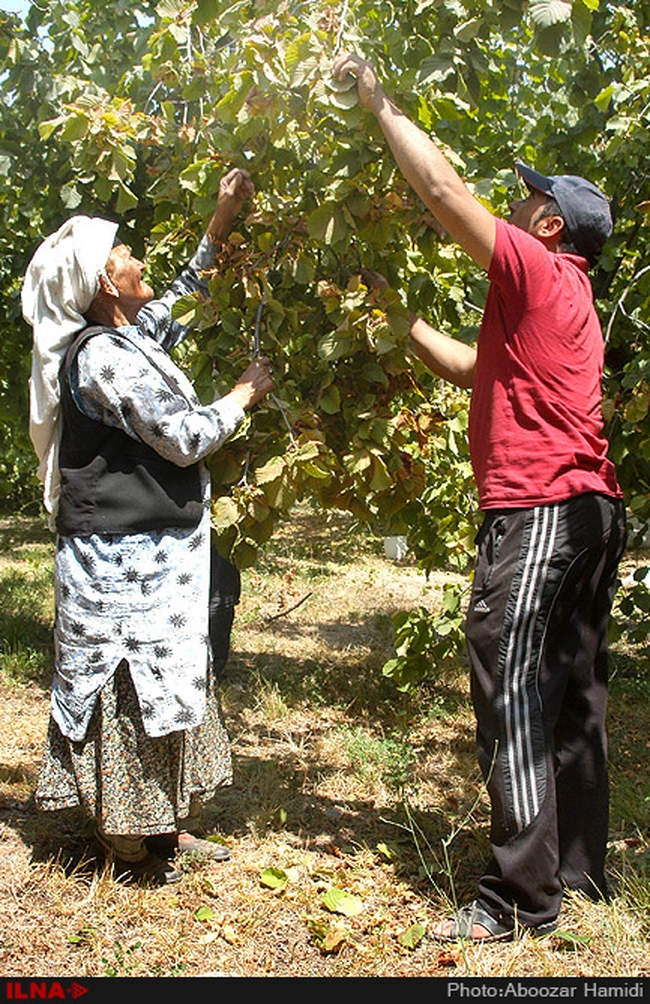 برداشت فندق در رودبار گیلان
