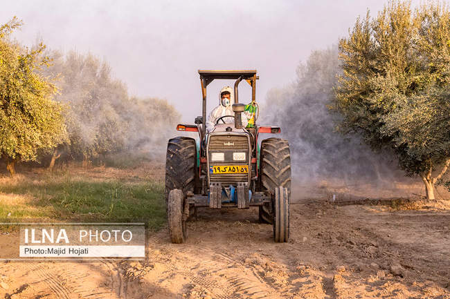 اشتغال زنان سرپرست خانواردر باغ زیتون حاجیکلاته