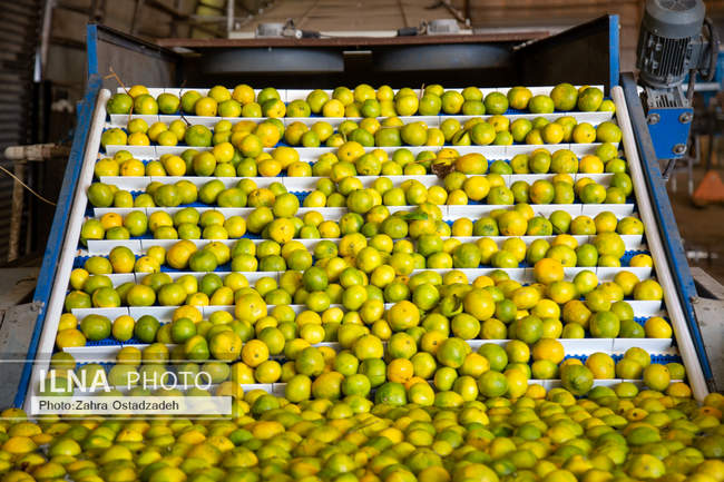 دشت ناز بزرگترین واحد کشت و صنعت مدرن در شمال کشور 