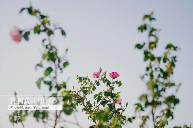  گل محمدی