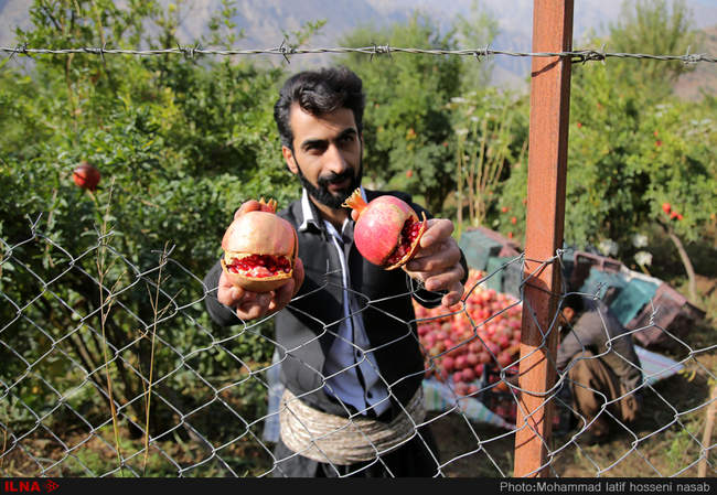 برداشت یاقوت های سرخ از باغات هورامان