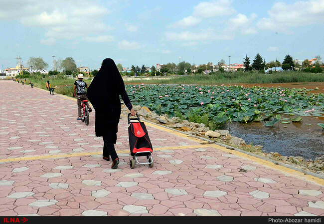 رویش نیلوفر آبی در لنگرود گیلان