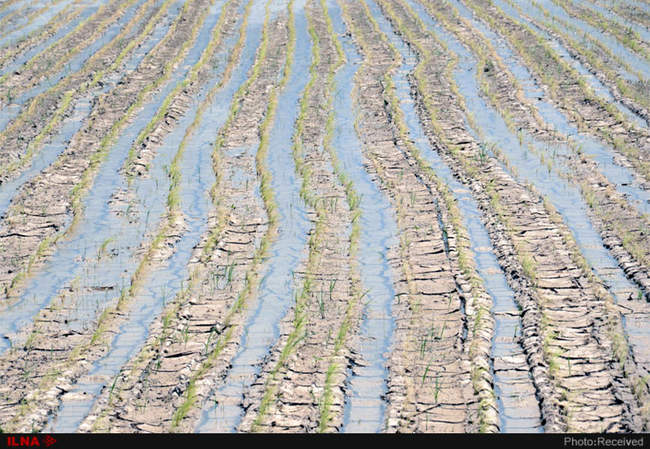 آتش بی‌آبی در شالیزاران رستم آباد -  گیلان