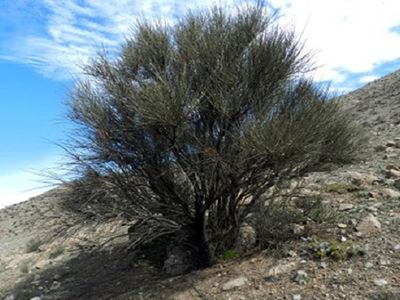 آغاز عملیات اجرایی کاشت یک میلیارد درخت در ایران از «طالخونچه» اصفهان