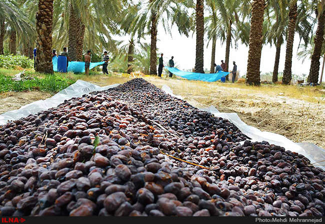 برداشت خرما از نخلستان های جم