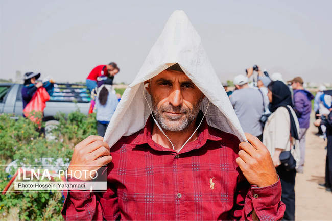 رونق تولید و اشتغال با توسعه کشت گل محمدی در اصفهان