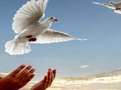 بیستمین گذشت قصاص در استان ثبت شد.