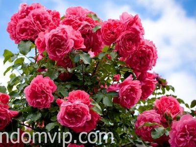 راهنمای کاشت و نگهداری گل رز