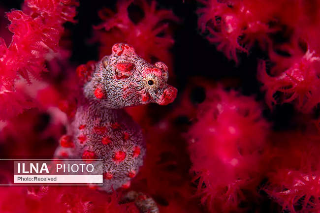 فینالیست ها و برندگان مسابقه عکاسی طبیعت وحش 2021