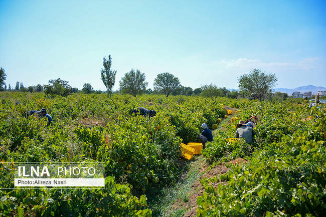 برداشت انگور در شهرستان تاکستان