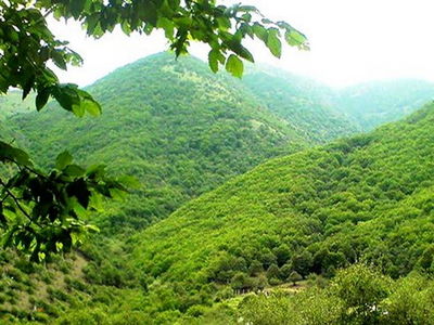 ورود میدانی دادگستری مازندران به ماجرای ساخت و ساز غیرمجاز در جنگل‌های هیرکانی بابل 