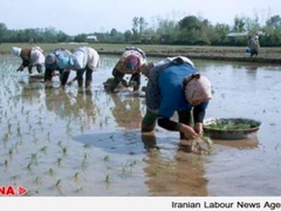 ۶۰ درصد از کشاورزی گیلان بر دوش زنان محروم از بیمه است