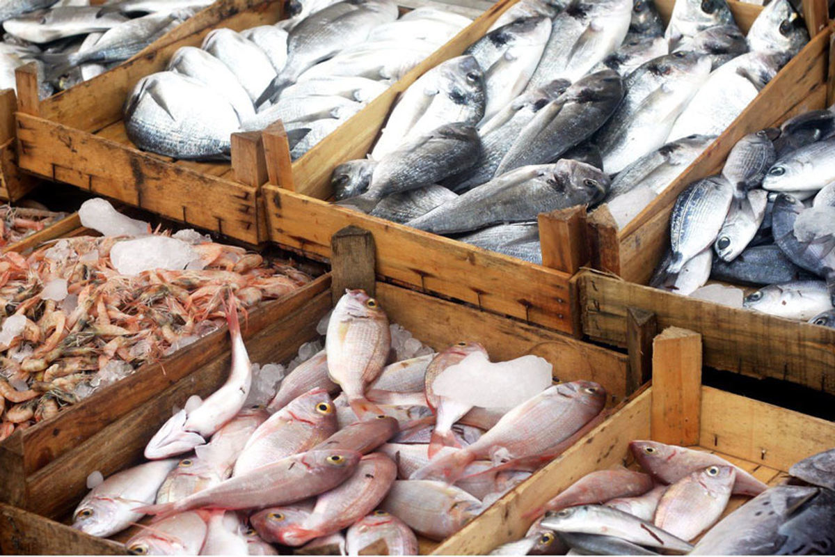 افزایش قیمت آبزیان بیشتر از متوسط تورم مواد غذایی است/ کاهش عرضه و افزایش صادرات دلایل افزایش قیمت