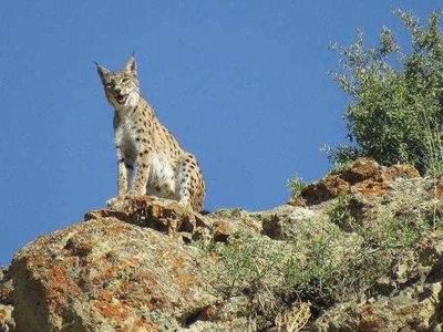 سیاهگوش در چهارمحال و بختیاری ثبت ملی شد