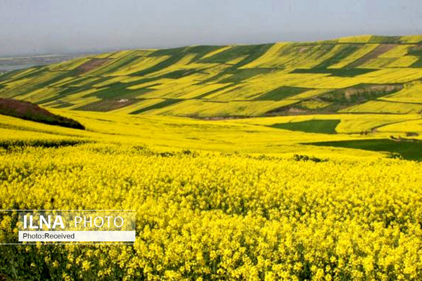 تعلل در پرداخت مطالبات کلزاکاران/ دلالان پیش از دولت، محصول کشاورزان را می‌خرند 