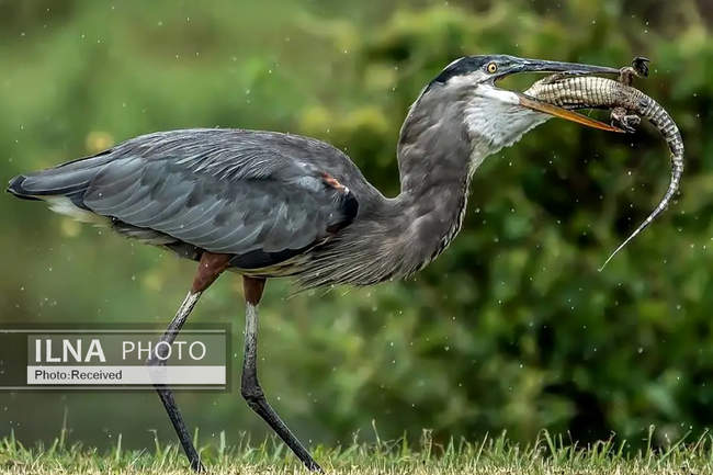 تصاویری از یک حواصیل در حال وارد کردن آخرین ضربات به یک بچه‌ تمساح