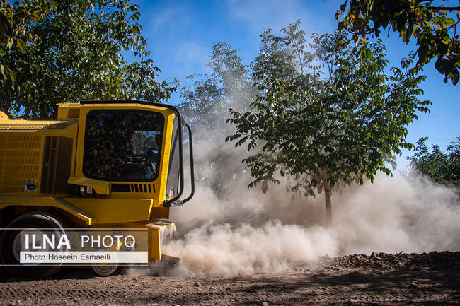 برداشت گردو اصلاح شده با دستگاه مکانیزه 