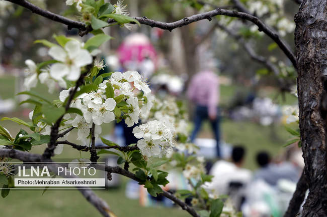  سیزده بدر 1404 _ پارک ملت  _ تهران 