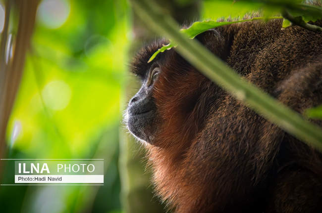 باغ وحش اسمیتسونین واشنگتن