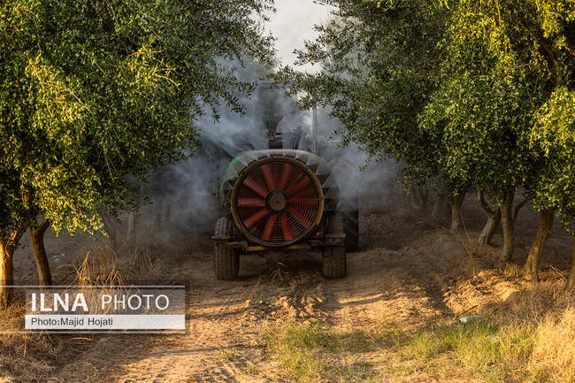 اشتغال زنان سرپرست خانواردر باغ زیتون حاجیکلاته