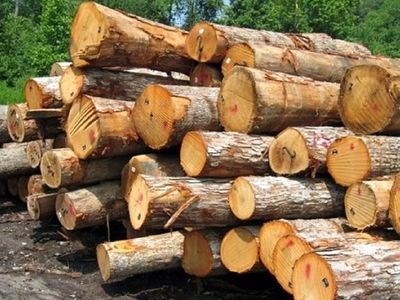 کشف ۸ تن چوب جنگلی دپو شده وغیرمجاز در کردکوی 