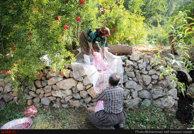 برداشت یاقوت های سرخ از باغات هورامان