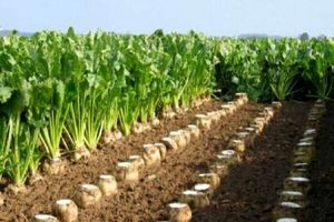 توقف بارگیری چغندرقند در شوش؛ کامیون‌داران انعام پنج میلیونی طلب می‌کنند