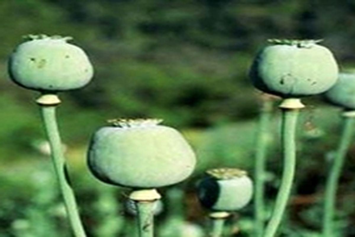 مواد مخدر اصلی‌ترین ابزار دشمن در جنگ نرم است