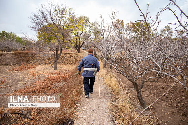 باغستان سنتی؛ میراث کهن مردم قزوین 
