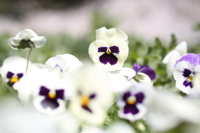 شکوفه‌های بهاری