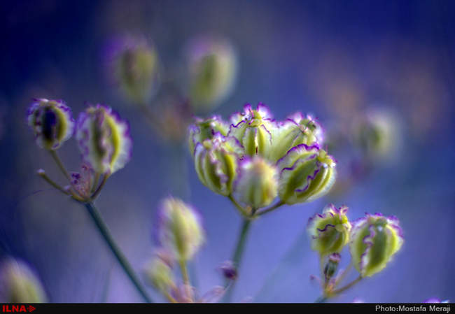 روستای خفر پادنا، پایتخت گیاهان دارویی ایران
