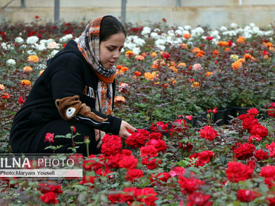 دهکده رزهای هلندی در صوفیان 