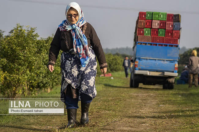 کار و امید، قصه زنان باغ کیوی