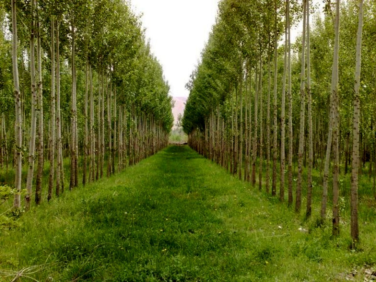 وام کم بازده با تنفس ۵ ساله برای زراعت چوب در گلستان داده می شود/ زراعت چوب درهر هکتار برای ۳ نفر اشتغالزایی می کند