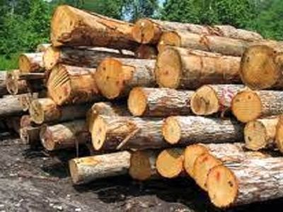 کشف محموله 7 تنی قاچاق چوب در استان بوشهر