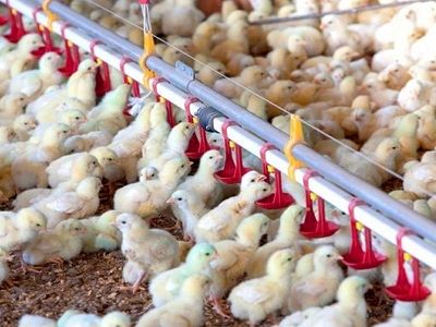 افزایش 25 درصدی جوجه‌ریزی در واحدهای مرغداری استان مرکزی