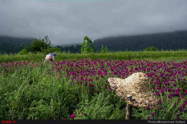 برداشت گل گاوزبان از مزارع مازندران‎