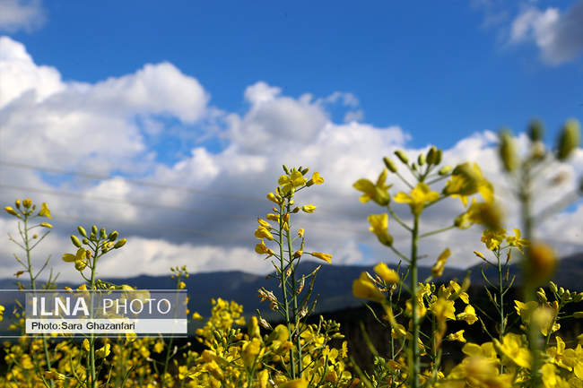 مزارع کلزا در مازندران