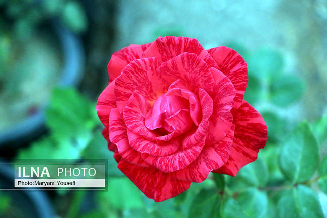 دهکده رزهای هلندی در صوفیان 