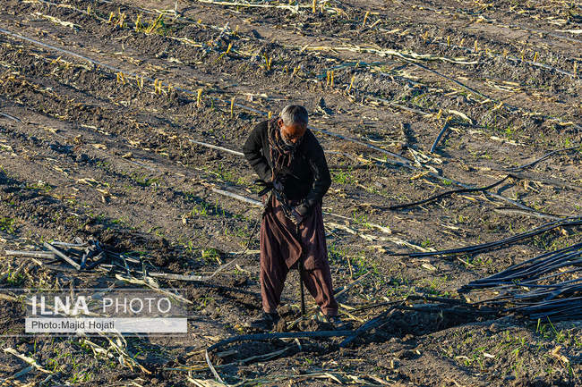 از مزرعه تا صنایع تبدیلی