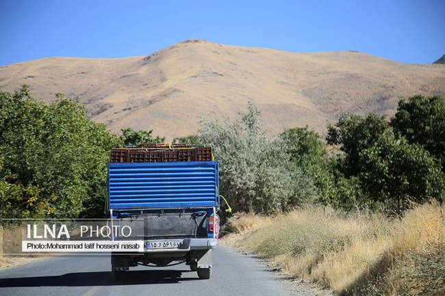 برداشت انور طلای سیاه در کردستان روستای پایگلان 