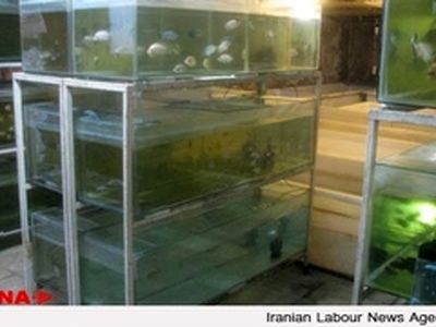 هشدارمدیرکل شیلات استان گلستان نسبت به انقراض برخی از گونه‌های ماهیان