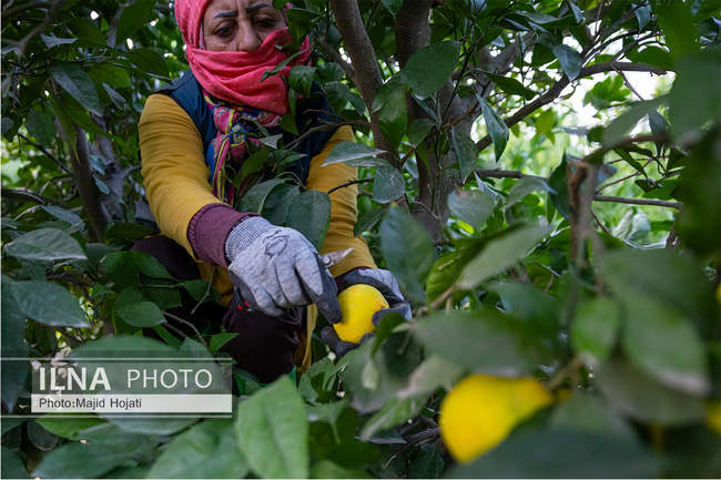 برداشت نارنگی از باغات هاشم‌آباد گرگان