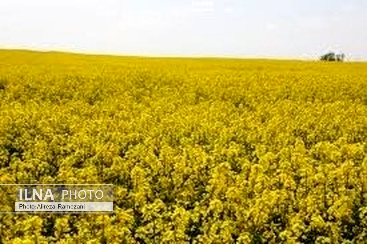 تولید بیش از 9 هزار تن کلزا در خراسان شمالی