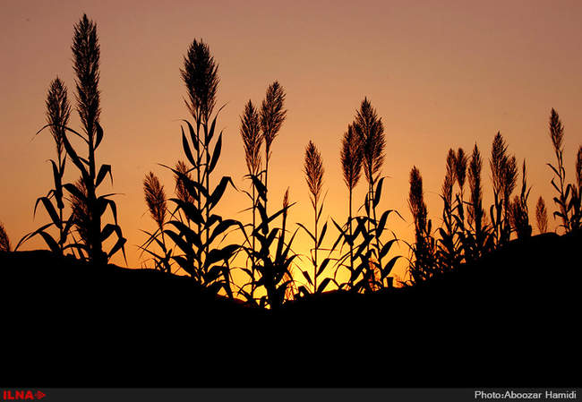 آخرین برداشت خوشه های طلایی برنج در 