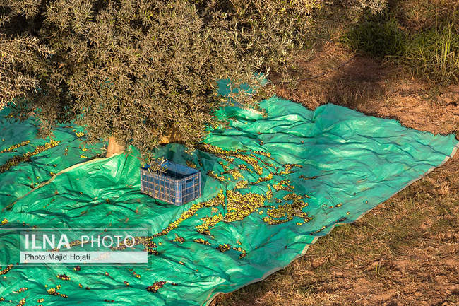 اشتغال زنان سرپرست خانواردر باغ زیتون حاجیکلاته