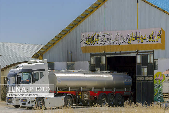  گاو داری