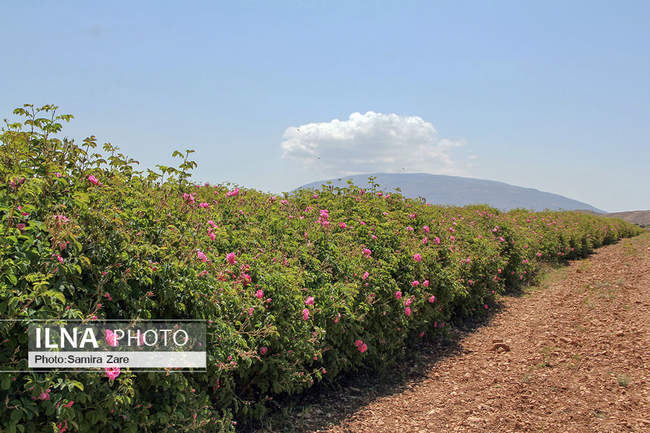 ۸اردیبهشت، روز ملی میمند