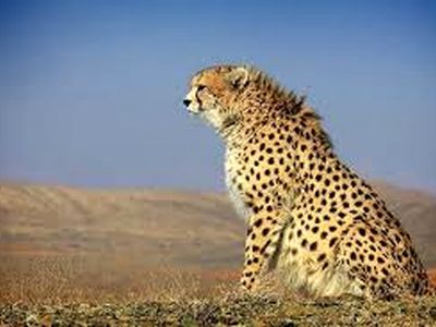 انتقاد از نبود مستندات پزشکی درباره یوزهای پردیسان تا شخصی‌سازی اطلاعاتِ حیات وحش/ هیچ سندی درباره داروی مصرفی "دلبر" وجود ندارد